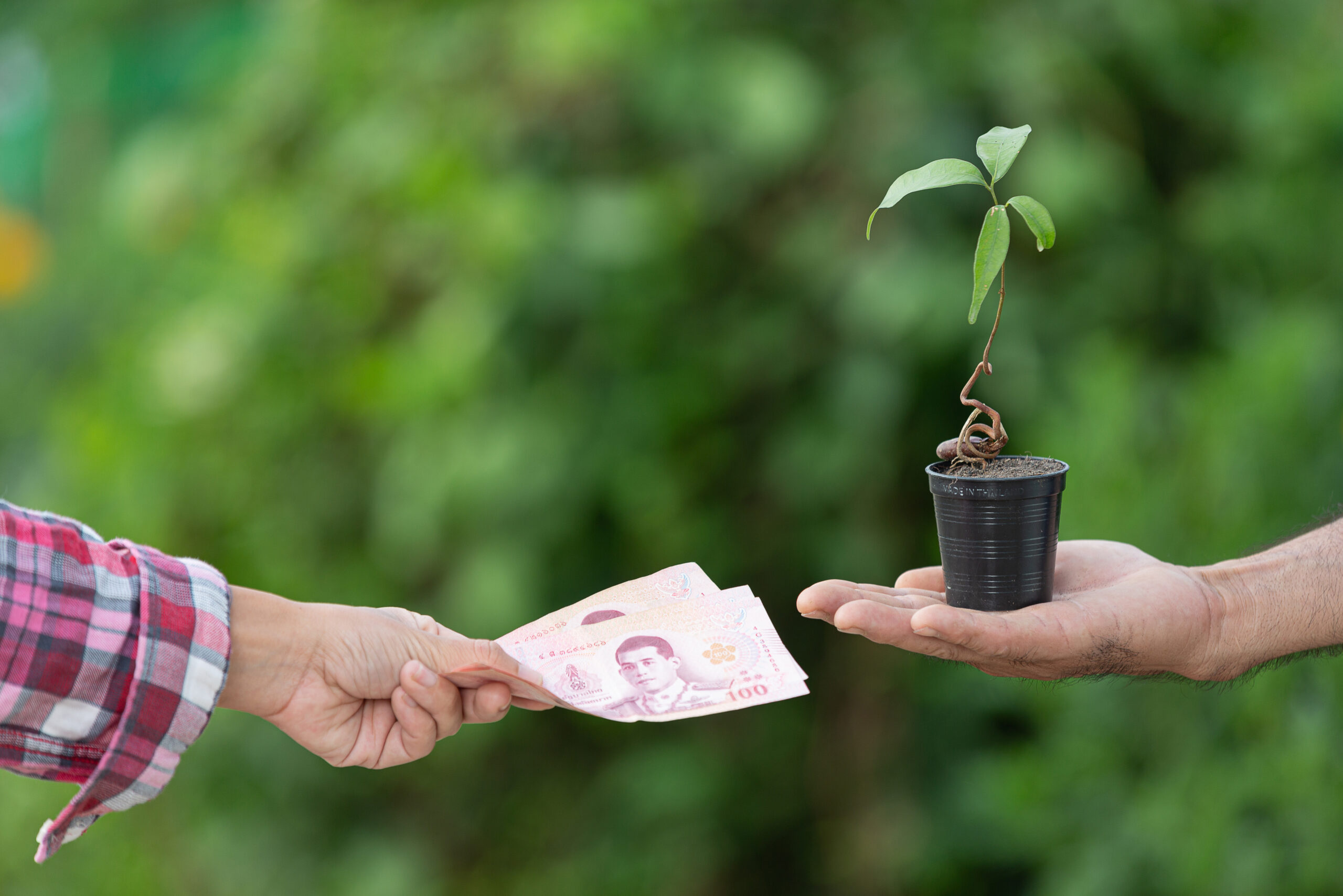 close up picture of money exchange with plants between customer and seller